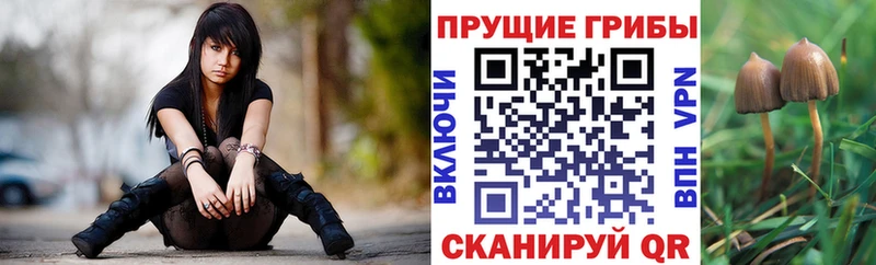 Псилоцибиновые грибы Psilocybine cubensis  закладки  Коммунар 